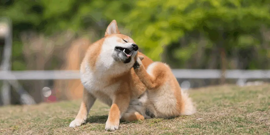 Krabbende hond met jeuk