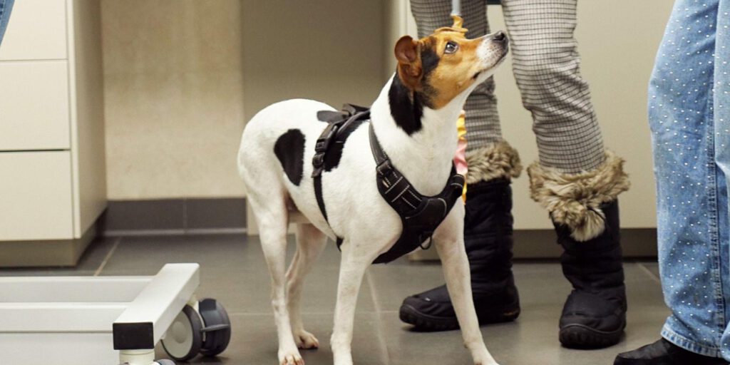 Hond op Even-Goed spreekuur