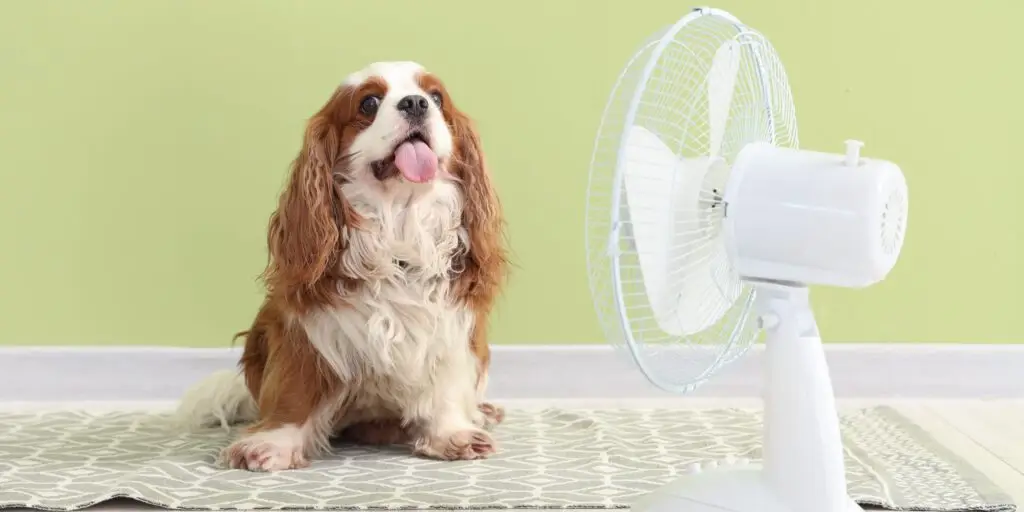 Hond in warm weer