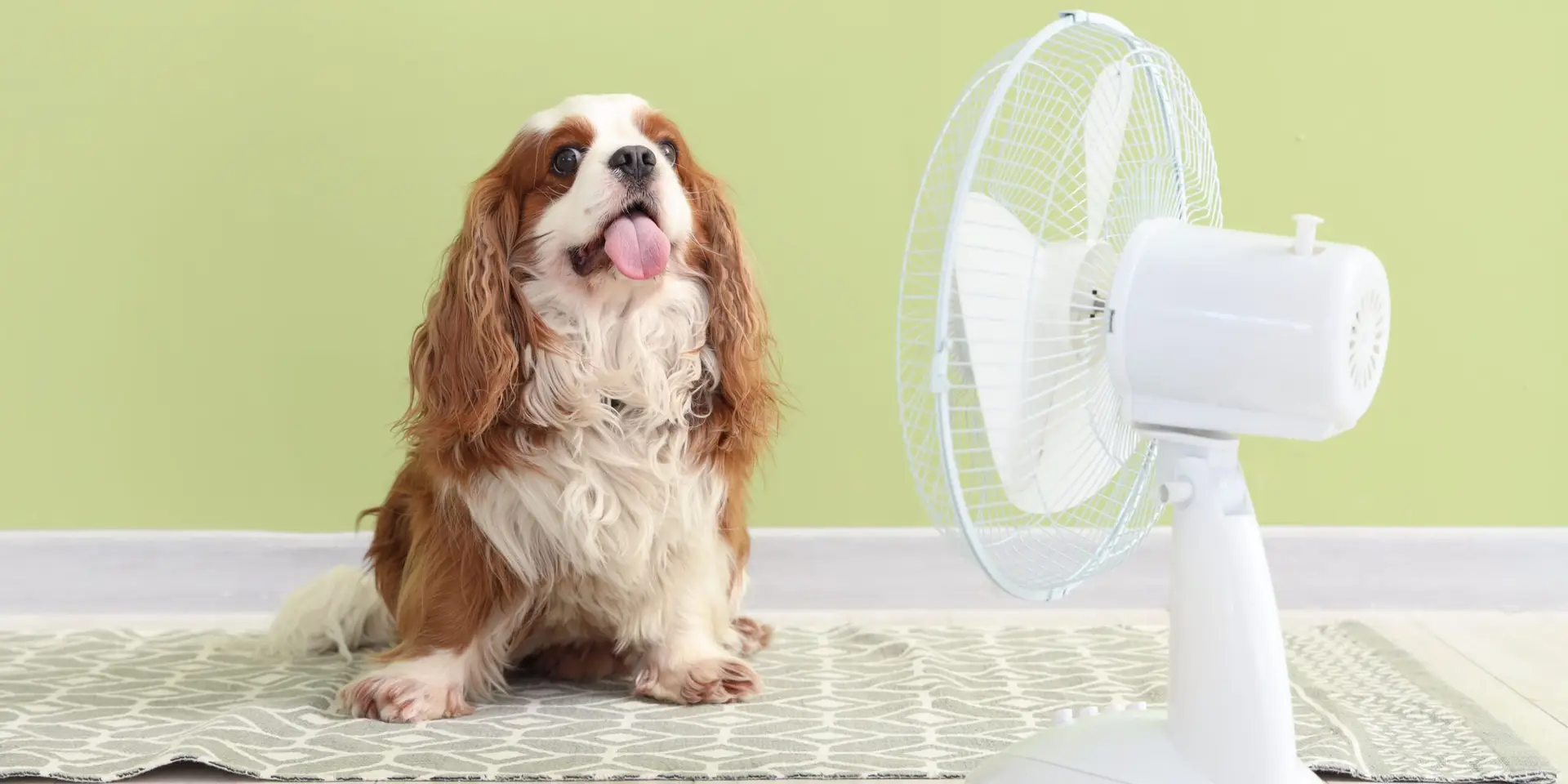 Hond in warm weer