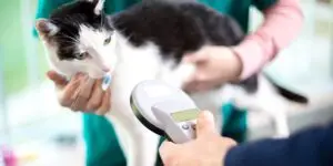 Chippen kat